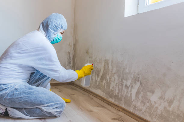 Licensed Black Mold Removal service in Lakeside, TX - WQB Mold Removal