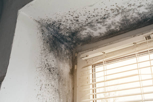 Affordable Black Mold Removal solutions in Lakeside, TX